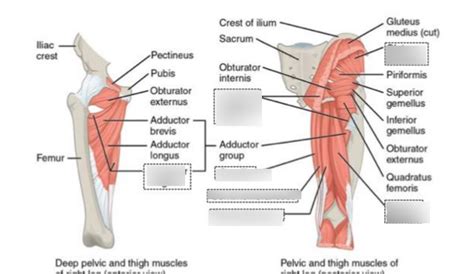 Deigram Of Outside Leg Muscles - Leg Anatomy All About The Leg Muscles ...