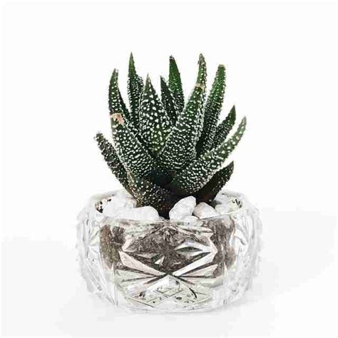 How To Easily Propagate And Care For Your Lace Aloe Plant – A Complete Guide