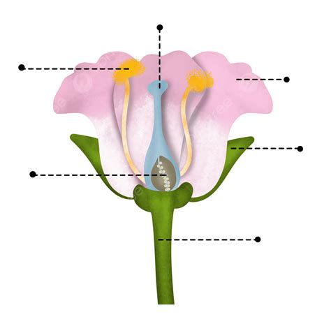 Biology PNG Transparent, Picture Of Flower Parts Anatomy Biology, Anatomy Flower, Flower Parts ...