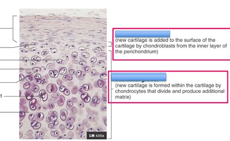 Growth of cartilage [MODULE 2] Diagram | Quizlet