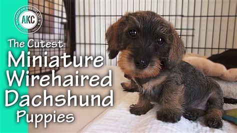 Long Haired Dachshund Puppies For Sale - change comin