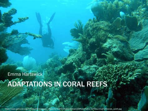 Adaptations in coral reefs