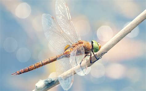 Dragonfly - Dragonflies Wallpaper (40609345) - Fanpop