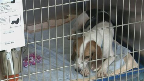 Blount County Animal Shelter at capacity | wbir.com