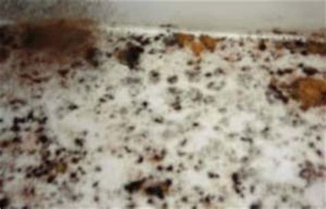 Black mold and dust mites. Health problems caused by excessive humidity