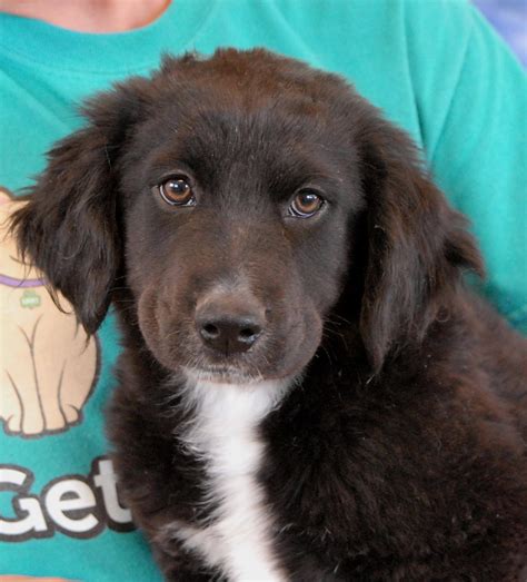 Adorable Border Collie mix puppies debuting for adoption today!