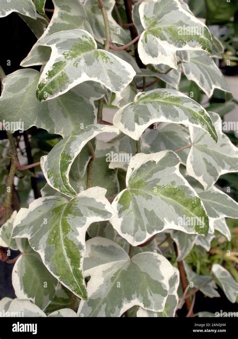 HEDERA HELIX VARIEGATED Stock Photo - Alamy