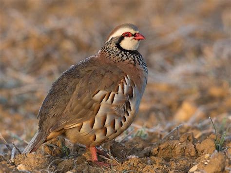 Red-Legged Partridge Bird Facts (Alectoris rufa) | Birdfact