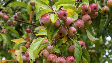 Crabapple tree care and growing guide: expert tips for these versatile trees | Flipboard