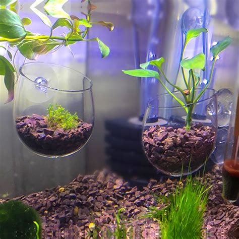 Glass Plant Pot for Aquarium Decoration | Fish tank themes, Planted aquarium, Live aquarium plants