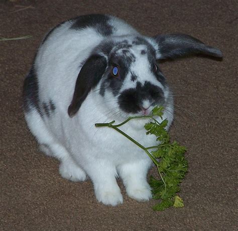 Greens & Veggies - Rabbits Indoors