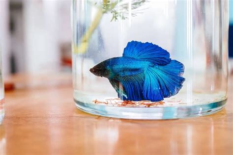 Do Betta Fish Grow and How Big Do They Get? - FishLab