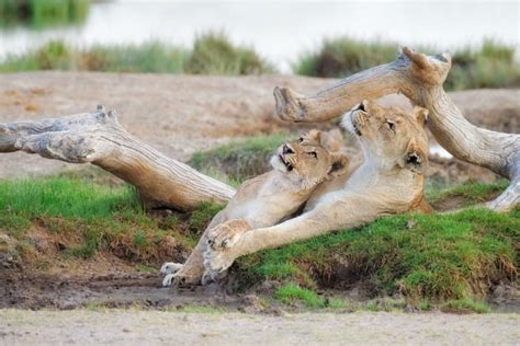 Lioness Showing Her Teeth • Lion Wildlife Photography