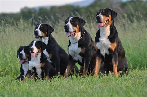 Greater Swiss Mountain Dog Vs Bernese: Which is the Ultimate Companion? - Dog Show TV