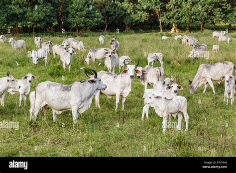 Cebu cattle, white animals mostly on green pastures, on haciendas of the Ecuadorian coast Stock ...