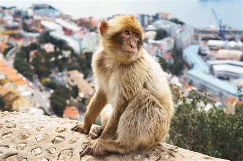 The Monkeys of Gibraltar - Pat's Place