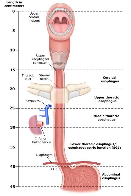 Difference between Trachea and Esophagus - Difference.Guru