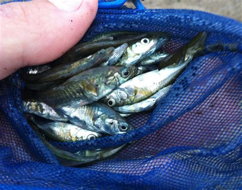 Rapid Evolution of Threespine Stickleback in the San Lorenzo River - Coastal Watershed Council