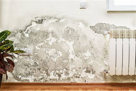 Rising damp solutions auckland – Artofit