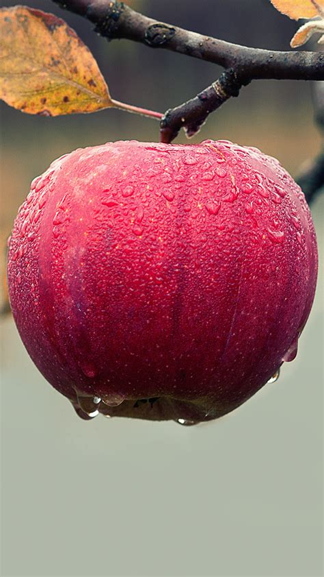 Apple Fruit Wallpaper 4K Phone | Phone Wallpapers