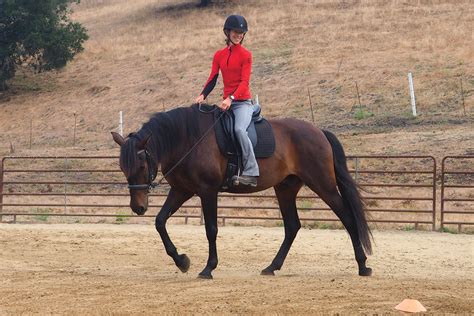 Benefits of Riding Your Horse at the Walk | Flipboard