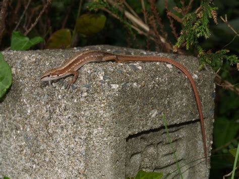 Japanese Grass Lizard Facts and Pictures