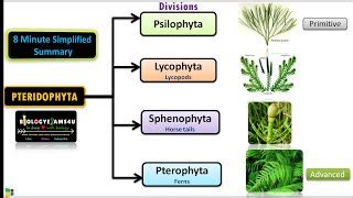 Classification of Pteridophytes with Example | Classifi... | Doovi