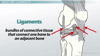 What Are Ligaments? - Definition & Types - Video & Lesson Transcript ...