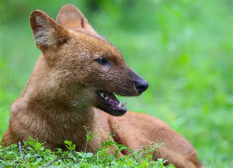 Dhole: Diet, Habitat, Threats | RoundGlass | Sustain