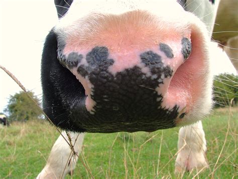 File:A cow's nose.jpg - Wikimedia Commons
