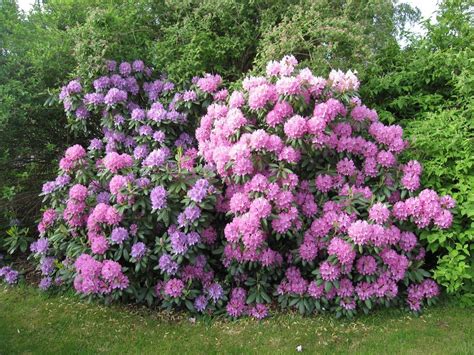 Common Problems of Rhododendron – Learn About Rhododendron Pests And ...