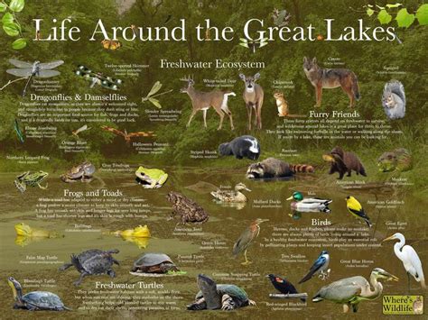 Where's Wildlife Presents Life Around the Great Lakes Fun Educational Nature Poster Identifies ...