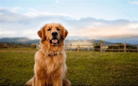 Golden Retriever Dog Breed – Origin, Behavior, Trainability, Facts, Puppy, Price, Color, Health