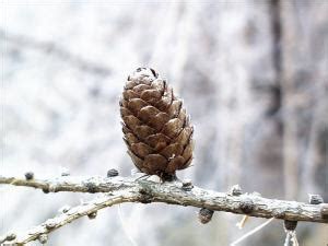 European Larch | Natural Resource Stewardship