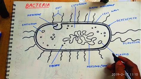 How to draw bacteria...easy outline diagram - YouTube