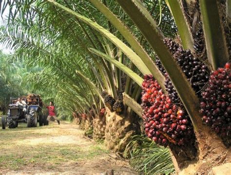 Konsep Terkini Pohon Kelapa Sawit, Gambar Bambu