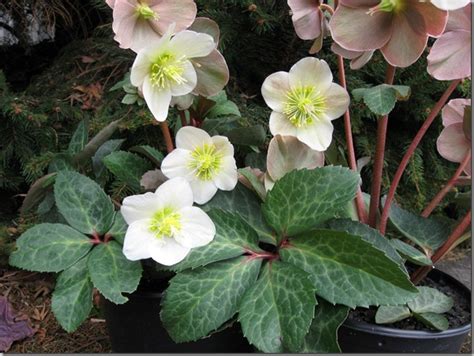 New Hellebore Flowers Hold Their Heads High ⋆ North Coast Gardening