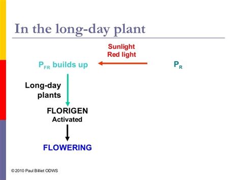 Photoperiodism