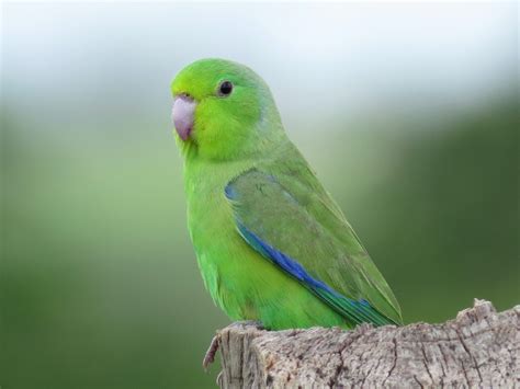 5 AMAZING Green Birds [Comprehensive Guide 2023]