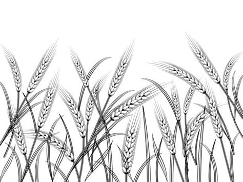 Drawing Of The Wheat Stalk Illustrations, Royalty-Free Vector Graphics & Clip Art - iStock