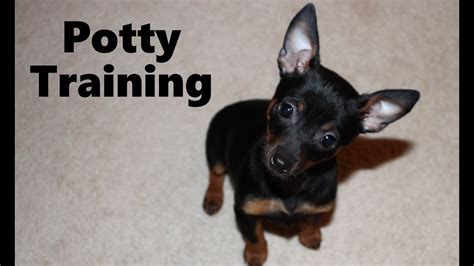 How To Potty Train A Min Pin Puppy - Min Pin House Training Tips ...