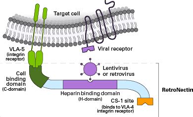 Tips for successful lentiviral transduction