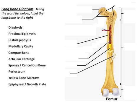 Long Bone Labeled Epiphysis - Fracture Education Anatomic Differences Child Vs Adult - Humerus ...