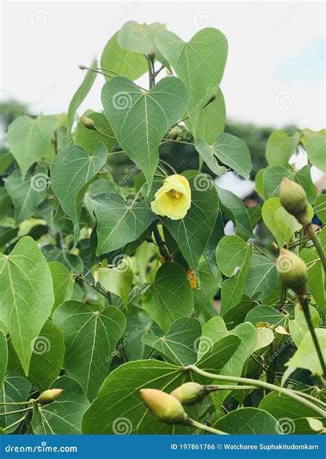 Flower of Ficus Religiosa or Sacred Fig or Bodhi Tree or Pippala Tree ...