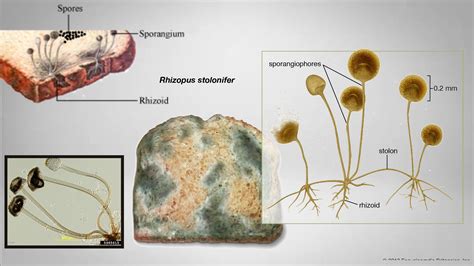 Mycology - Biology Notes Online