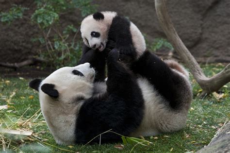 Reproduction - Giant panda