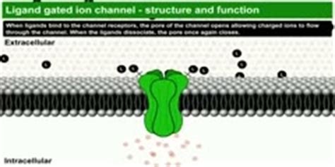 Ligand gated ion channels structure and function animated video - DnaTube.com - Scientific Video ...