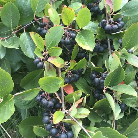 Viking Aronia Berry - Spencer Creek Nursery