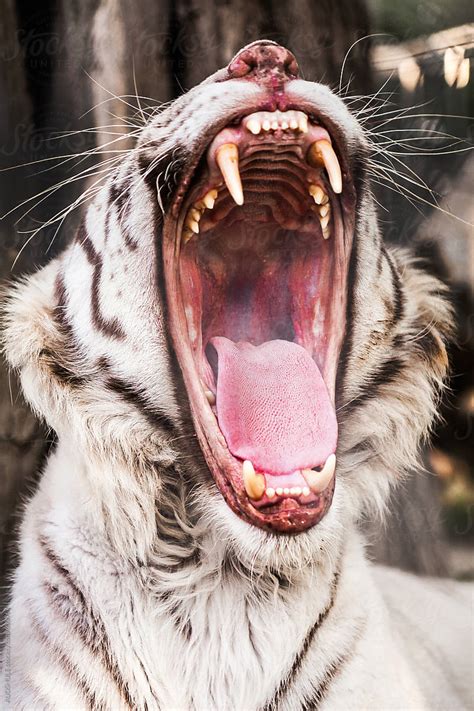 "A Portrait Of A Rare Bengal / White Tiger Roaring." by Stocksy Contributor "AUDSHULE" - Stocksy