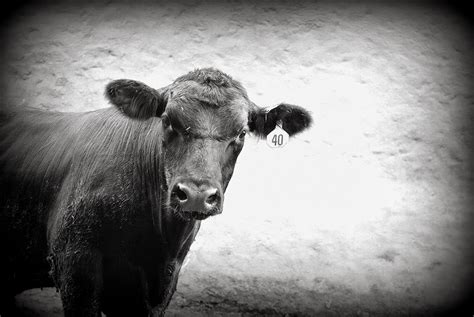 Farm Life Photos: Agricultural Based Photography in Central PA Black Angus - Farm Life Photos ...